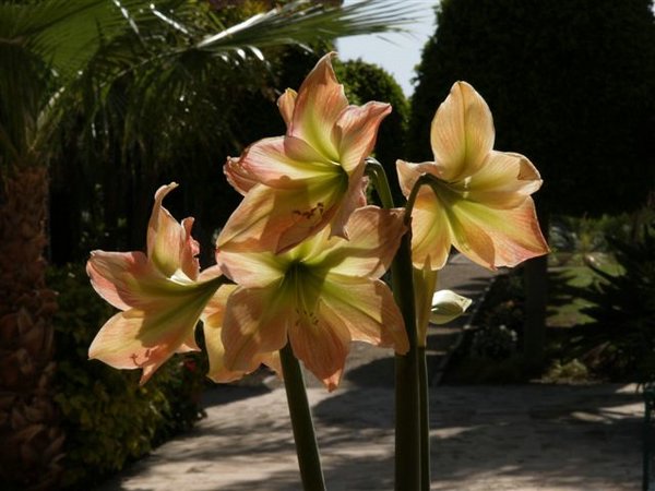 Fotos de Plantas